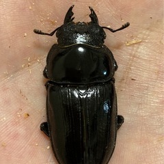 オオクワガタ（能勢SR血統）オス1匹・メス2匹　新成虫の画像