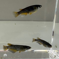イカヅチ卵約25個、オランジェ卵約10個、青蝶卵約20個 ★孵化間近です★受け渡し相手決まりました★の画像