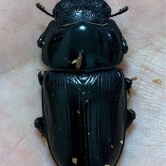 【訳アリ】オオクワガタ（能勢SR血統）オス1匹・メス1匹　新成虫の画像