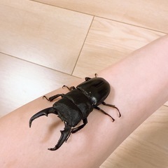 ヒラタクワガタ　♂ 岐阜県産　ワイルド60㍉前後の画像