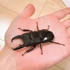 ヒラタクワガタ　♂ 岐阜県産　ワイルド60㍉前後の画像