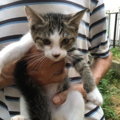 可愛い子猫