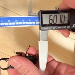 ヒラタクワガタ　♂ 岐阜県産　ワイルド60㍉前後の画像