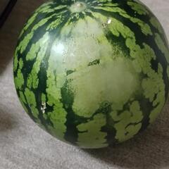 スイカの画像