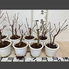 【植物】桜苗 啓翁桜 3株セットの画像