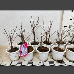 【植物】桜苗 啓翁桜 3株セットの画像