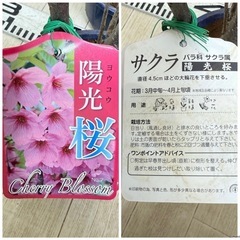 【植物】桜苗 陽光桜 3株セットの画像