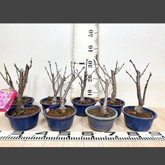 【植物】桜苗 陽光桜 3株セットの画像