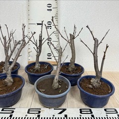 【植物】桜苗 陽光桜 3株セットの画像