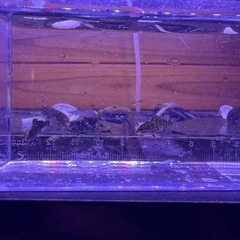 ギギ　オヤニラミ　の画像