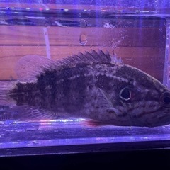 ギギ　オヤニラミ　の画像