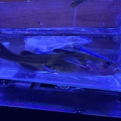 ギギ　オヤニラミ　の画像