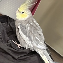 オカメインコ YFパール