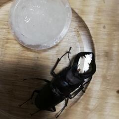 ノコギリクワガタ３匹の画像