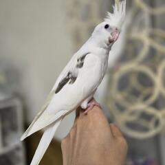 オカメインコ WFヘビーパイド ベタ慣れ 家族募集中