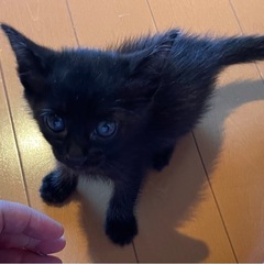 生後間もない子猫ちゃん、どなたか里親になってくれませんか - 里親募集