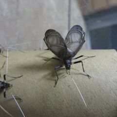 スズムシの幼虫約100匹の画像