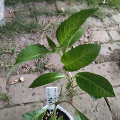 アジサイ　挿し木苗の画像