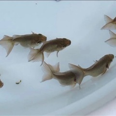 急募！市販で中々見れない！レアな金魚『土佐金』　残りわずかの画像