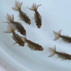 急募！市販で中々見れない！レアな金魚『土佐金』　残りわずかの画像