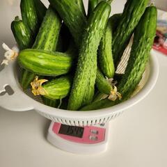 8/1 朝どれ✨ 🥒キュウリ 1.5キロ超え!!の画像