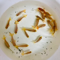 金魚 格安❗️
の画像