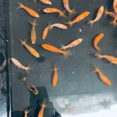 金魚 格安❗️
の画像