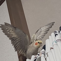 オカメインコ パール
