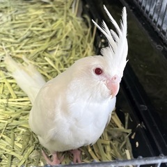 オカメインコ　アルビノ