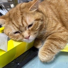 😽スコティッシュフォールド😽