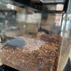 カブトムシの画像