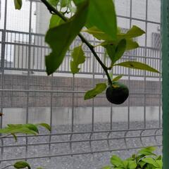 興津早生(早生ミカン)　苗木の画像