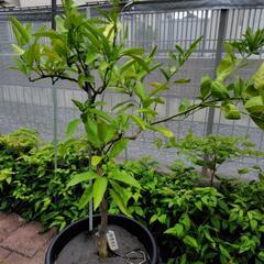 興津早生(早生ミカン)　苗木の画像