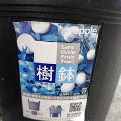 興津早生(早生ミカン)　苗木の画像