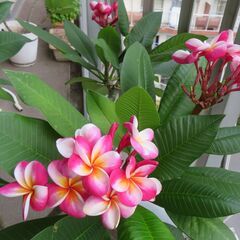 プルメリア　ディバイン　開花中株の画像