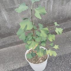 銀杏(イチョウ)の画像