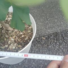 銀杏(イチョウ)の画像