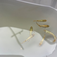 金ラメメダカの画像