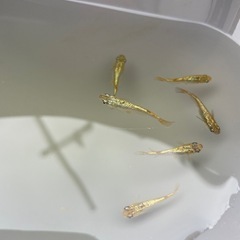 金ラメメダカの画像