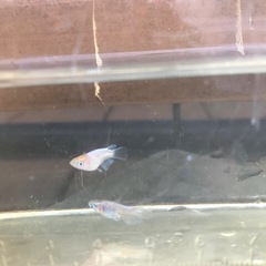 【メダカ】エンゼルダルマ (上
)の画像