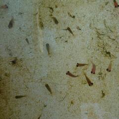 🔰⛔【8/11(月)まで￥100引き】金魚/画像全部(18匹かな？)の画像