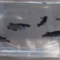 めだか　ﾐｯﾄﾞﾅｲﾄﾌﾘﾙ漆黒【現物】の画像