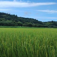 薪（リピーター様向け窓口）の画像