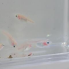 -㉜ 紅ほっぺ 1ペア+オス1（産卵中）幼魚~若魚サイズ  メダカ の画像