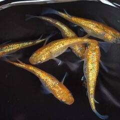 めだか　ﾕﾘｼｽﾊﾟﾗﾃﾞｨｰｿﾞ【現物】の画像