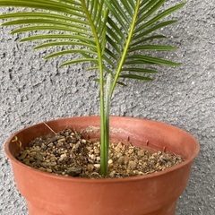 ソテツ　子株　観葉植物の画像