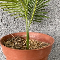 ソテツ　子株　観葉植物の画像
