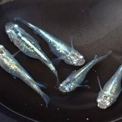めだか　鯖の極み【現物】の画像