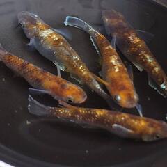 めだか　ｽｰﾊﾟｰ銀鱗【現物】の画像