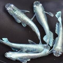 めだか　エメキン【現物】の画像